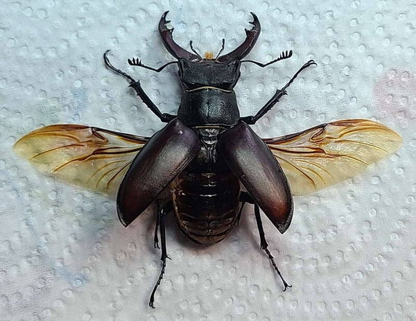 Lucanus cervus mâle étalé France