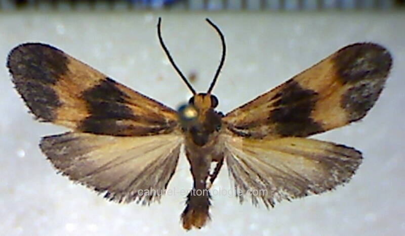 lycomorphodes_bipartita-standard.jpg