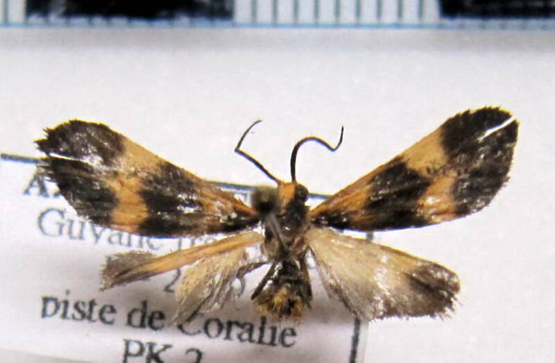 lycomorphodes_bipartita_gf-standard.jpg