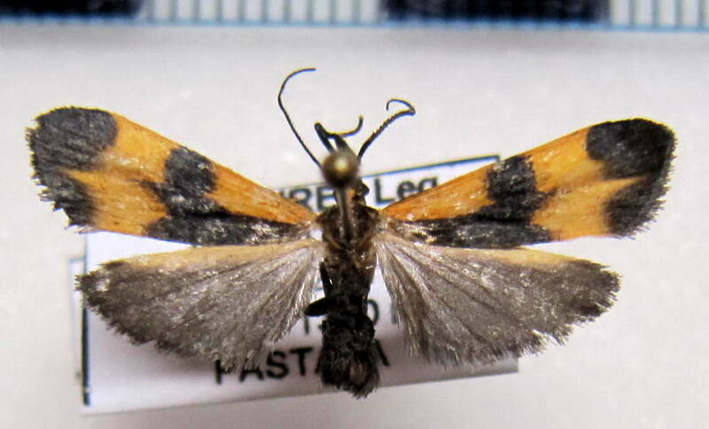 lycomorphodes_sp_eq-standard.jpg