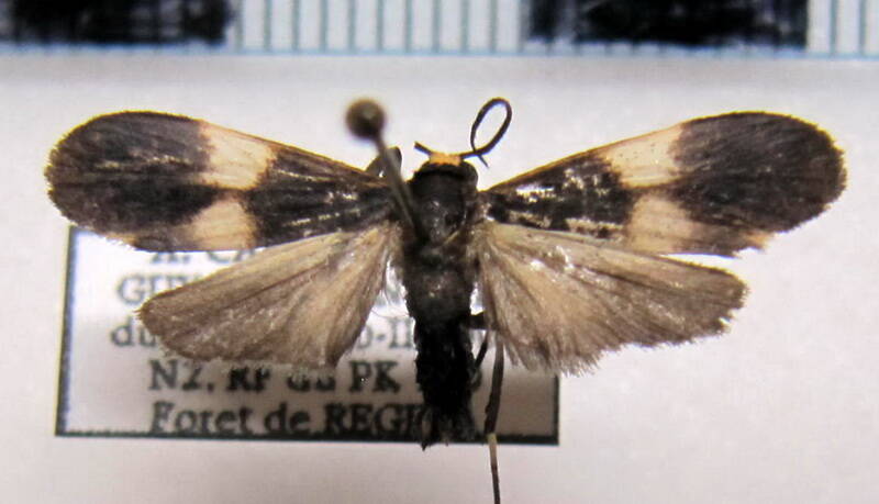 lycomorphodes_sp_gf-standard.jpg