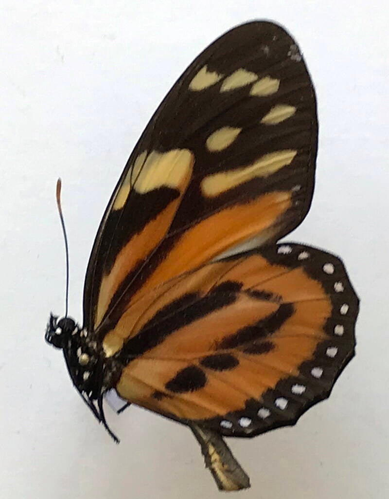 lycorea_halia_pales_m_col-standard.jpg