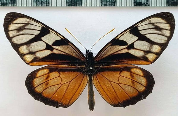 Lycorea ilione mâle A1-  Equateur