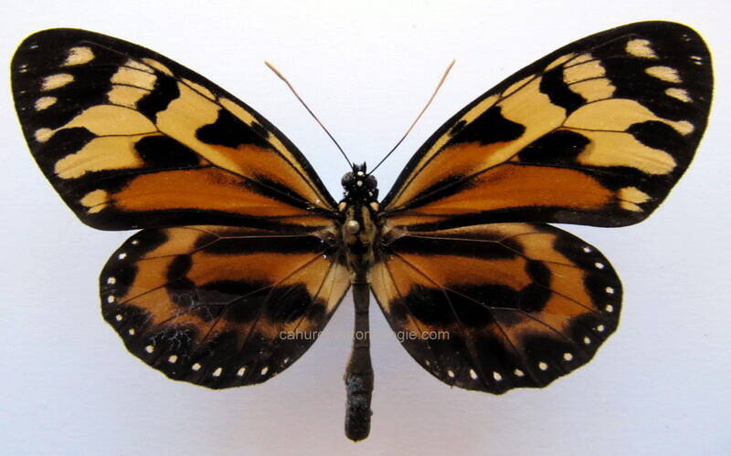 lycorea_pasamantia_gf-standard.jpg