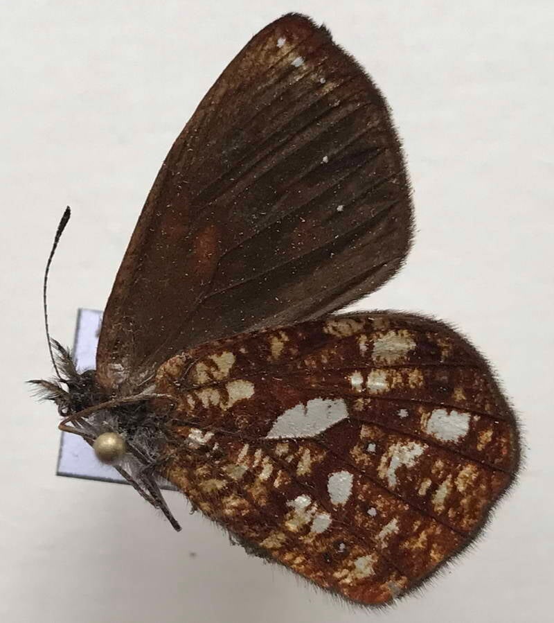 lymanopoda_nadia_m_eq_v-standard.jpg