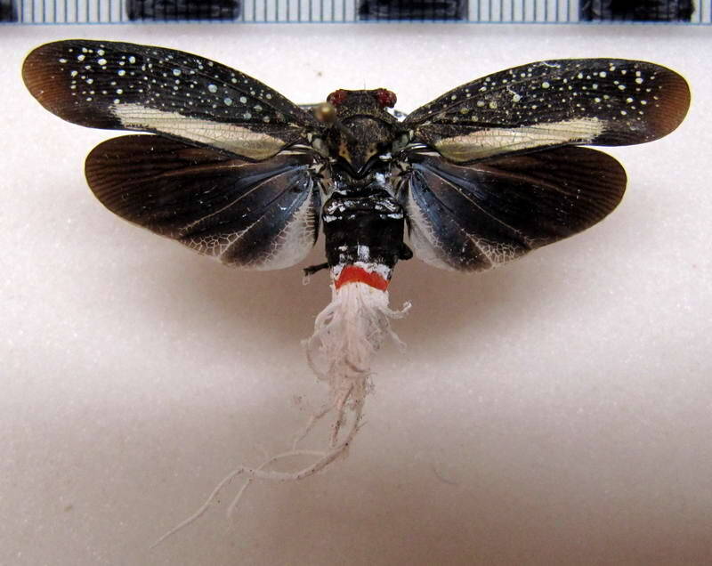 lystra_lanata_Equateur