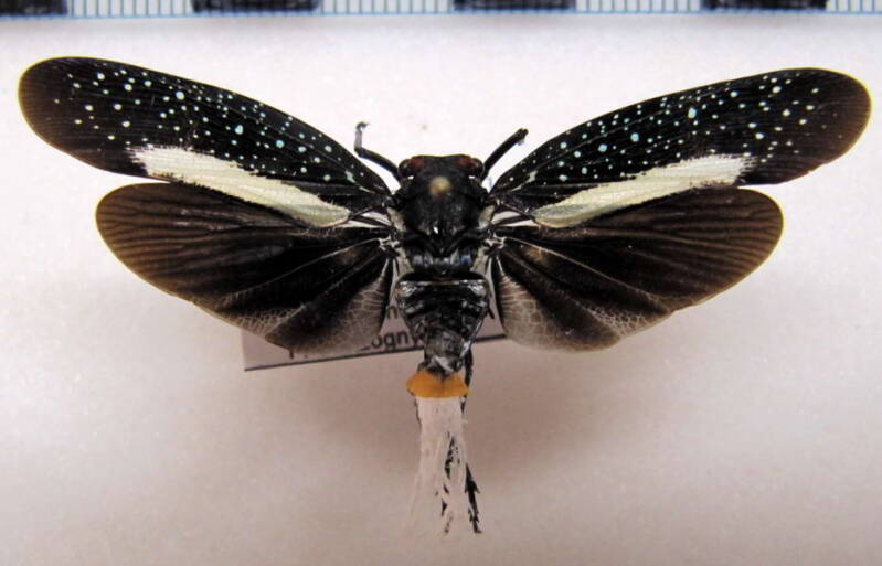 lystra_lanata_Guyane fr