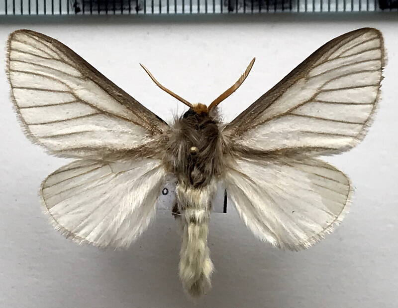 macara_nigripes_m_eq_megalopygidae-standard.jpg
