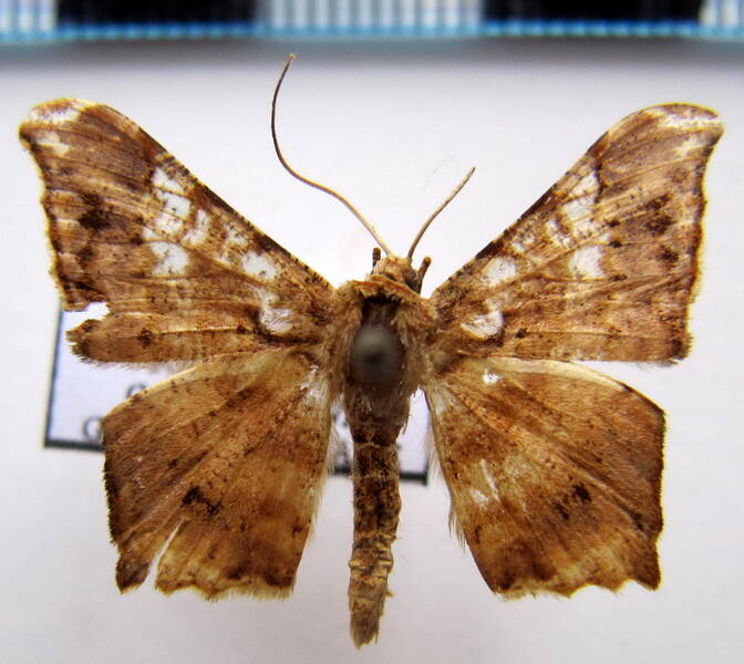 macaria_acutiangula_gf-standard.jpg
