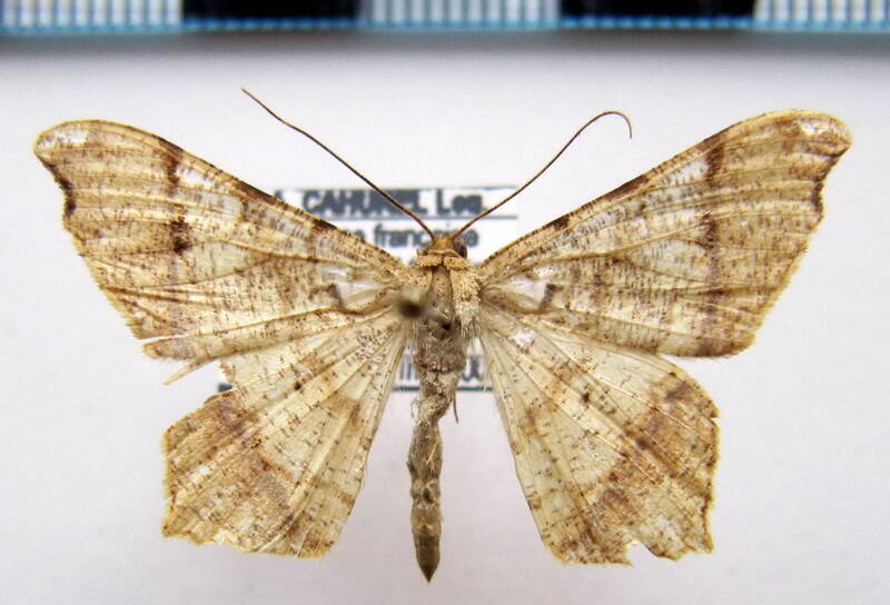 macaria_sp-03_gf-standard.jpg