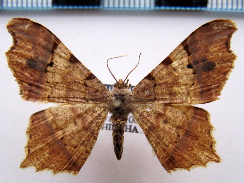 macaria_sp-04_eq-standard.jpg