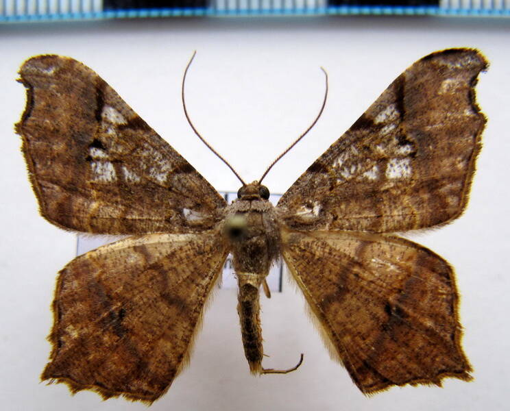 macaria_sp-06_eq-standard.jpg