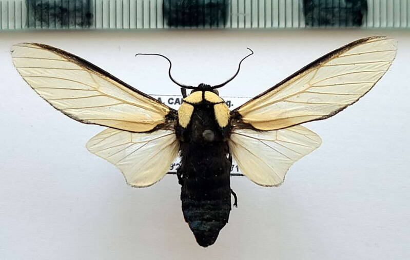 machaeraptenus_ventralis_m_eq-standard.jpg
