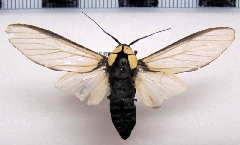 machaeraptenus_ventralis_m_gf-standard.jpg