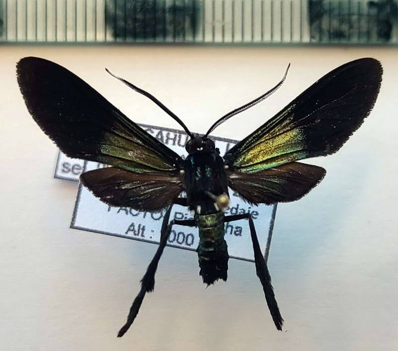 macrocneme_semivirida_m_eq-standard.jpg