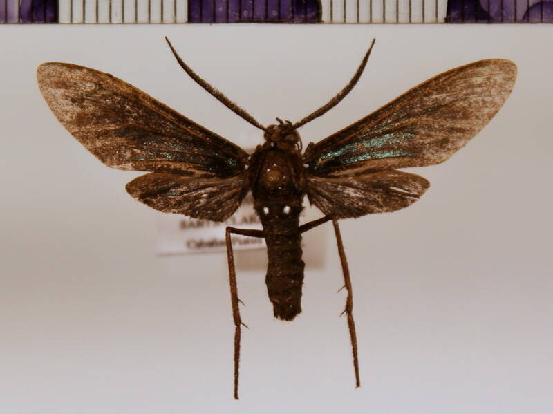 macrocneme_sp03-standard.jpg