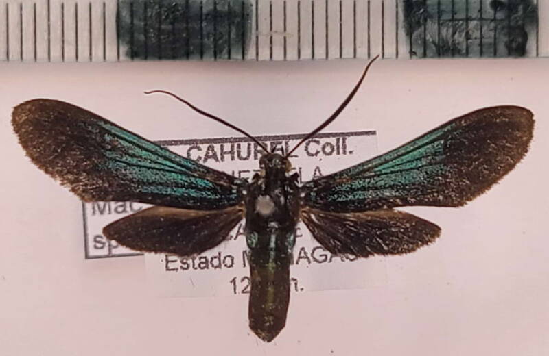 macrocneme_sp1120_m_vnz-standard.jpg