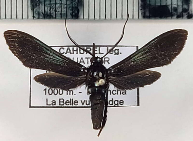 macrocneme_sp426_m02_eq-standard.jpg