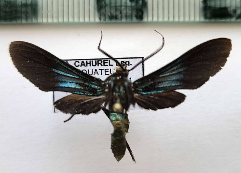 macrocneme_sp439_m_Equateur