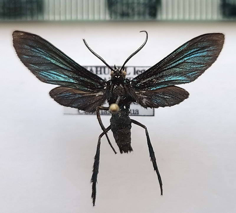 macrocneme_sp534_m_Equateur