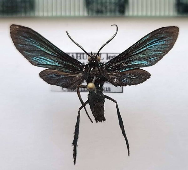 Macrocneme sp 534 mâle A1- Equateur