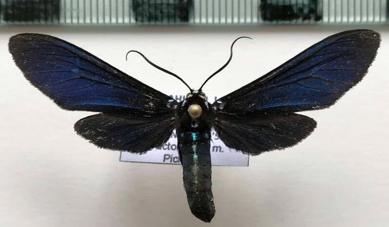 macrocneme_sp983_m_eq-standard.jpg