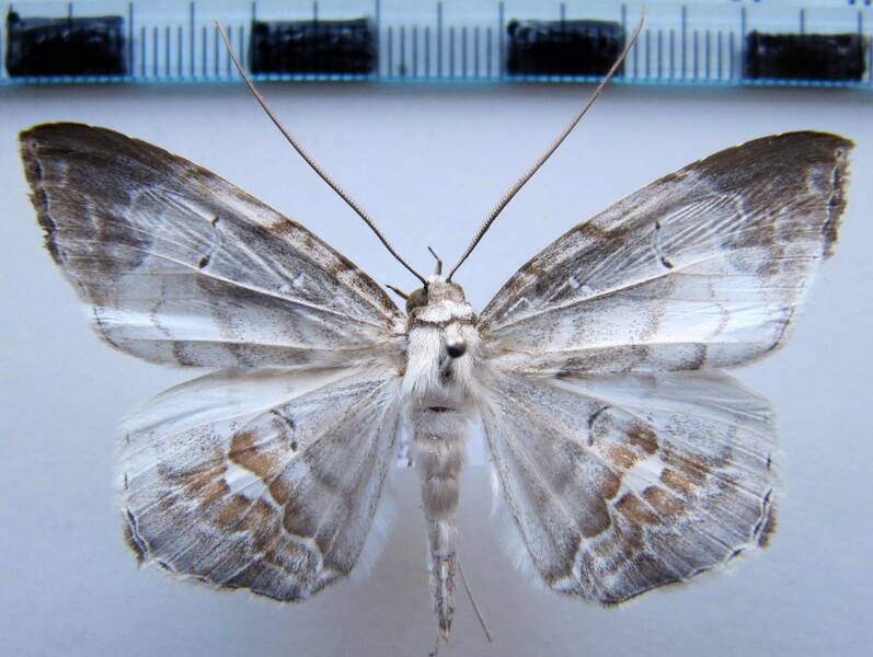 macrodes_columbalis_gf-standard.jpg