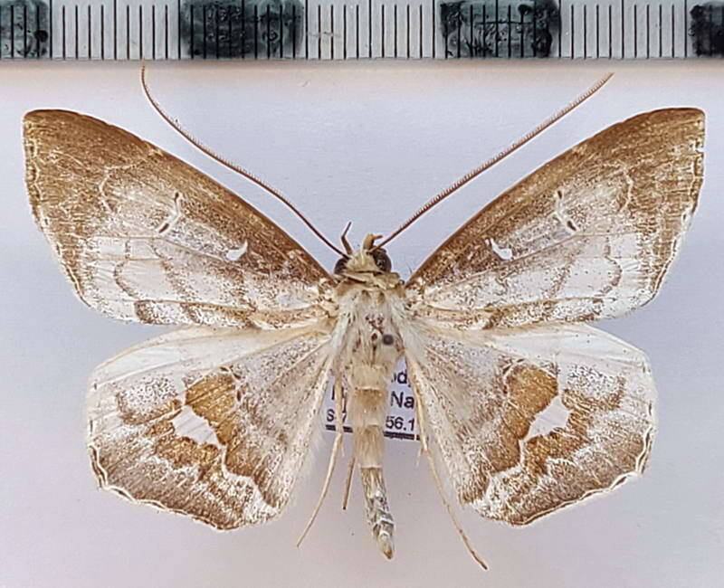 macrodes_columbalis_m_eq-standard.jpg
