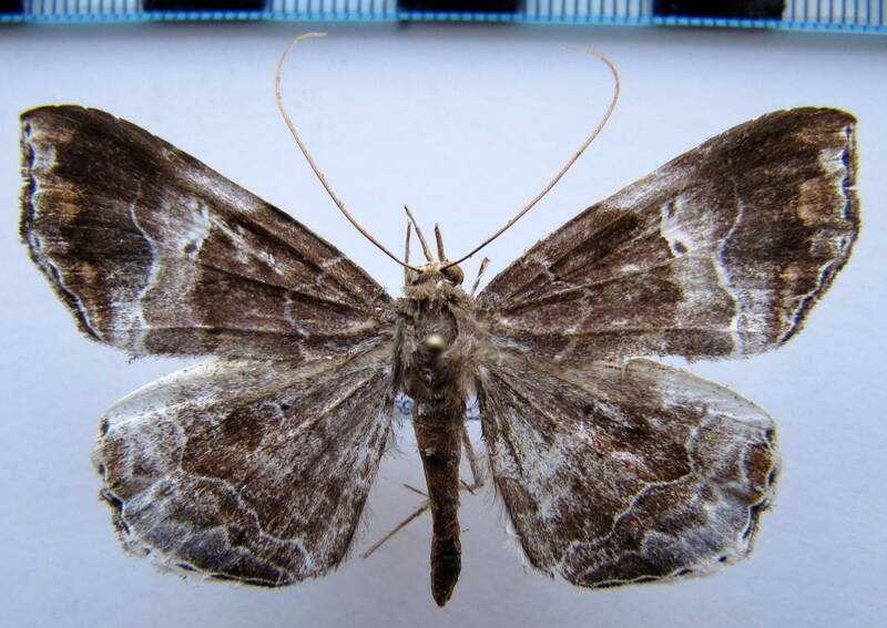 macrodes_sp_gf-standard.jpg