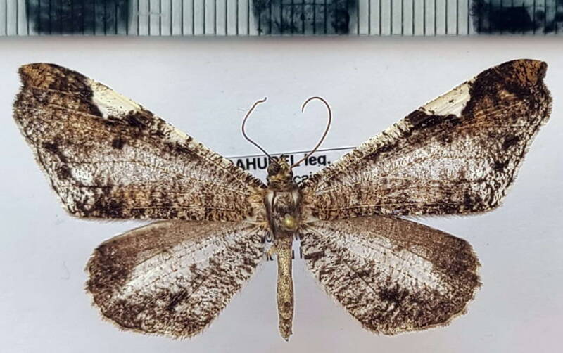 Macrosoma_hedylaria_m_Guyane fr
