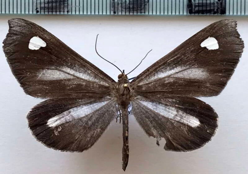 Macrosoma_lucivittata_f02_Guyane fr