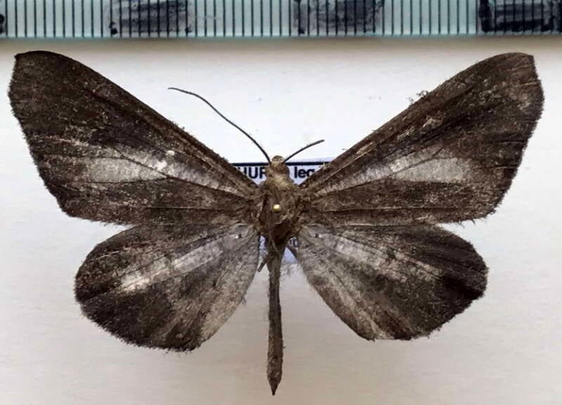 Macrosoma_lucivittata_m02_Equateur