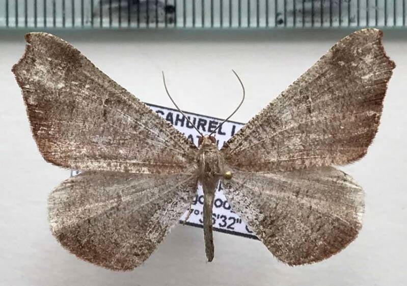 Macrosoma_rubedinaria_m_Equateur