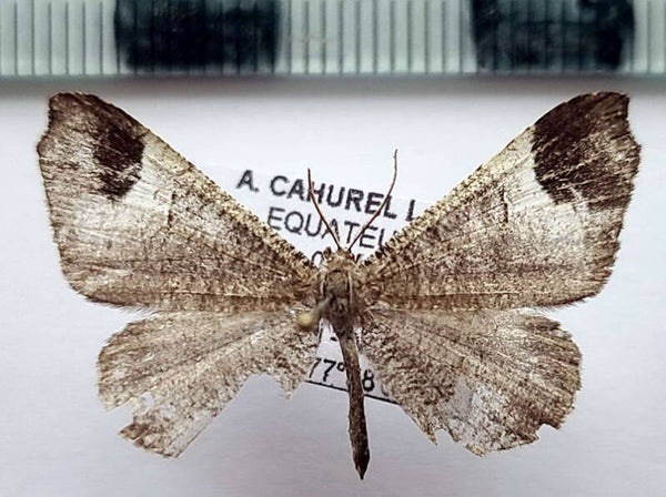 Macrosoma ustrinaria mâle Equateur