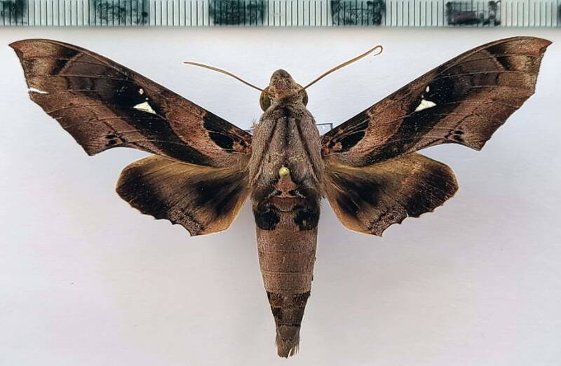 madoryx_plutonius_m02_eq-standard.jpg
