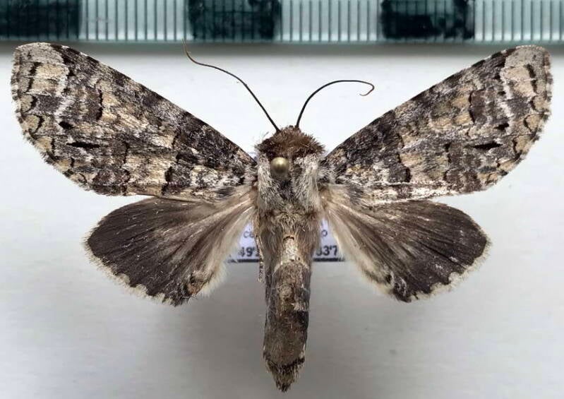 malocampa_sp976_m_eq-standard.jpg