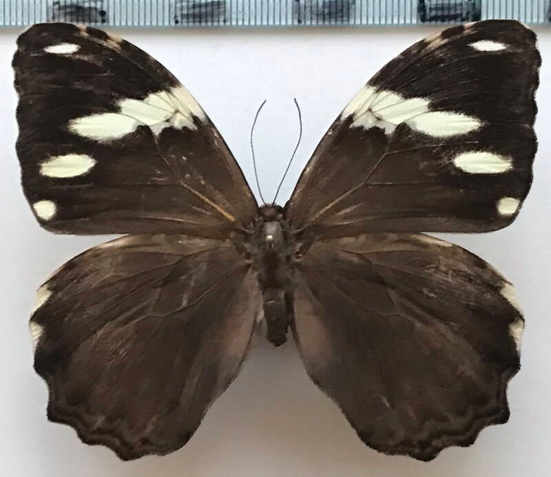 manataria_hercyna_hyrmethia_m_per-standard.jpg