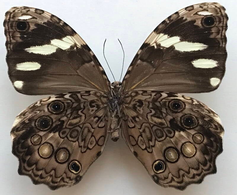 manataria_hercyna_hyrmethia_m_per_v-standard.jpg