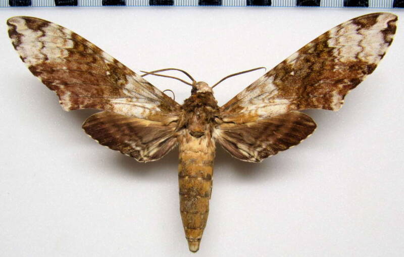 manduca_albiplaga_eq-standard.jpg
