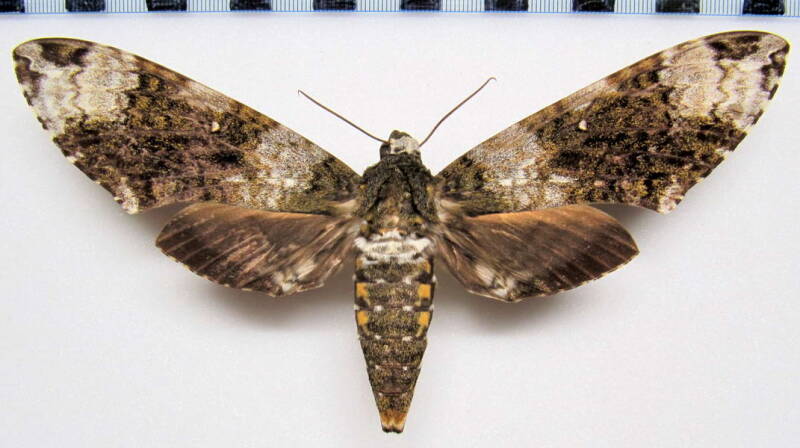 manduca_albiplaga_gf_f-standard.jpg