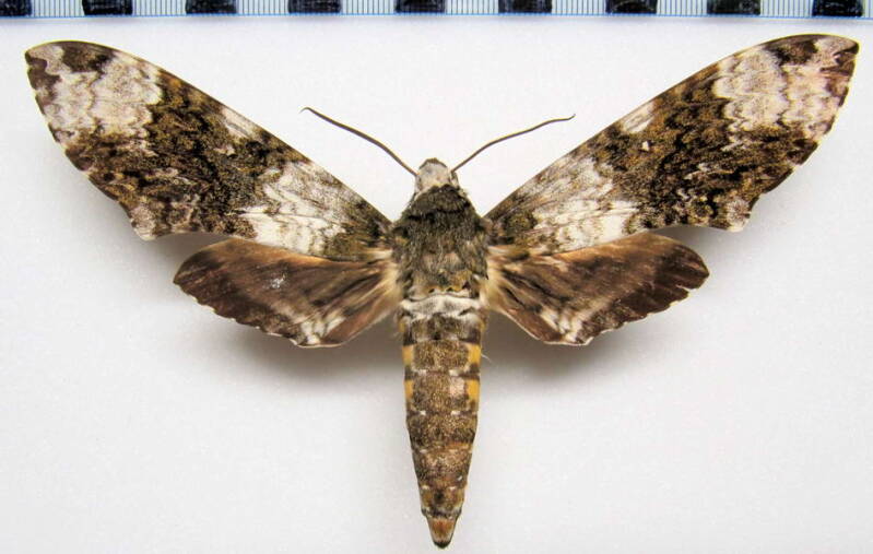 manduca_albiplaga_gf_m-standard.jpg
