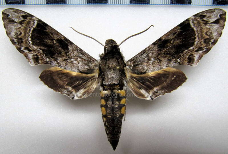 manduca_brunalba_gf-standard.jpg