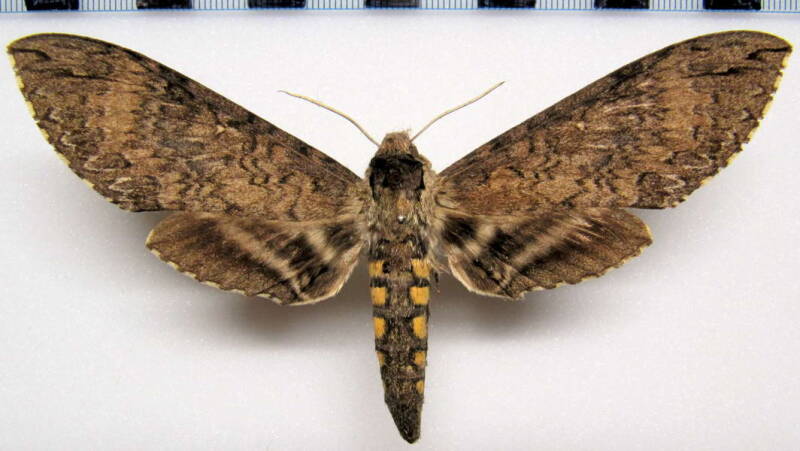 manduca_diffissa_mex-standard.jpg