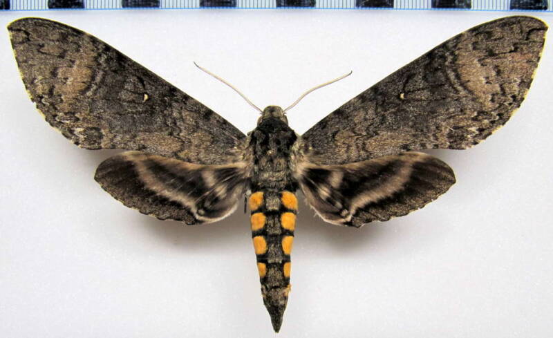 manduca_diffissa_tropicalis_gf_f-standard.jpg