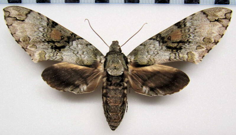 manduca_florestan_gf_f-standard-cgk7to.jpg