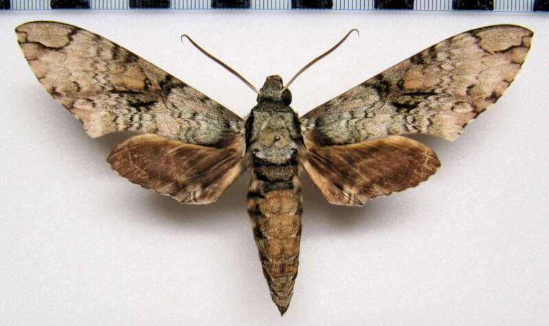manduca_florestan_gf_m-standard.jpg