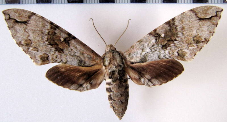manduca_florestan_mex-standard.jpg