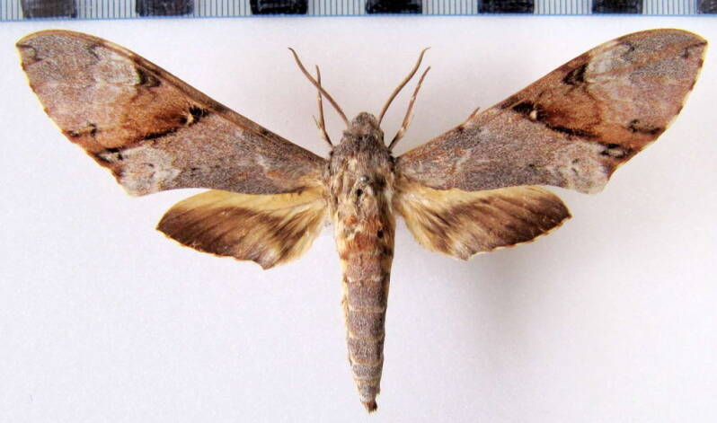 manduca_lefebruri_mex-standard.jpg