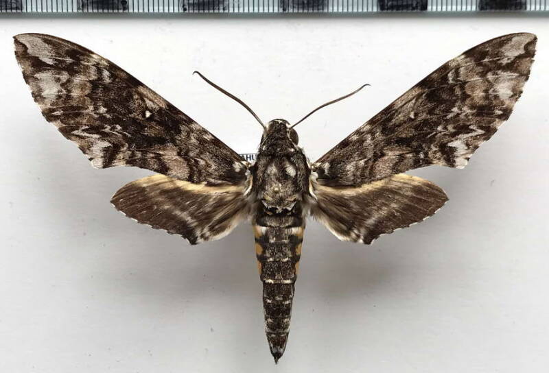 manduca_leucospila_m_gf-standard.jpg