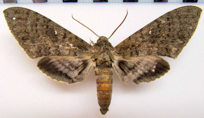 manduca_muscosa_mex-standard.jpg